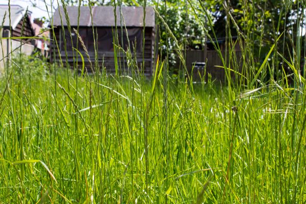 Overgrown Lawn Trimming in Lawrence
